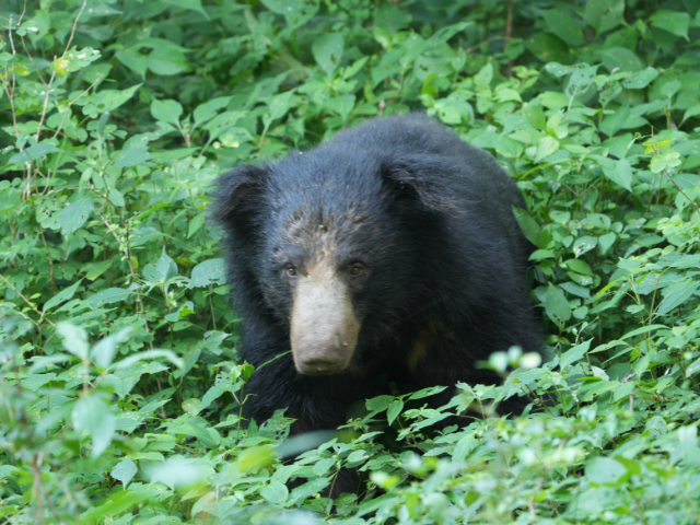 Kumana National Park and Bird Sanctuary