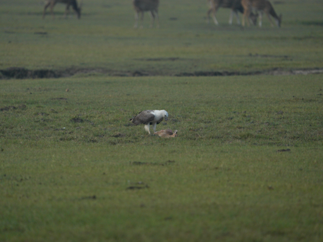 Kumana National Park and Bird Sanctuary