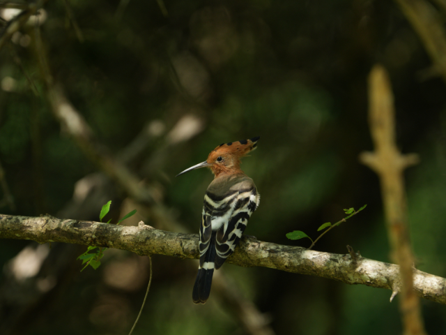Kumana National Park and Bird Sanctuary
