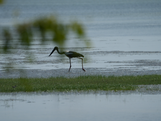 Kumana National Park and Bird Sanctuary