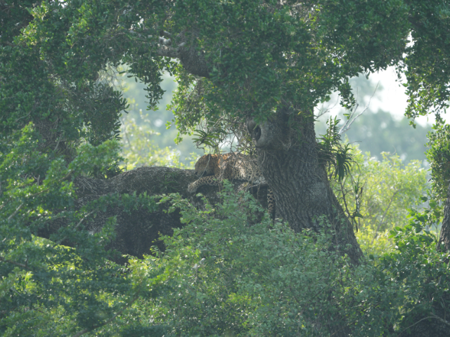 Kumana National Park and Bird Sanctuary