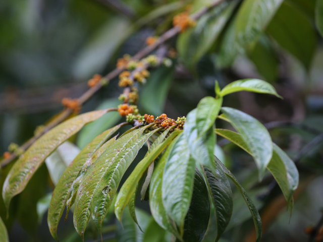 Sinharaja Rain Forest