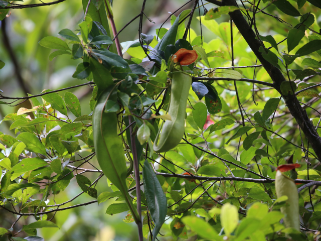 Sinharaja Rain Forest