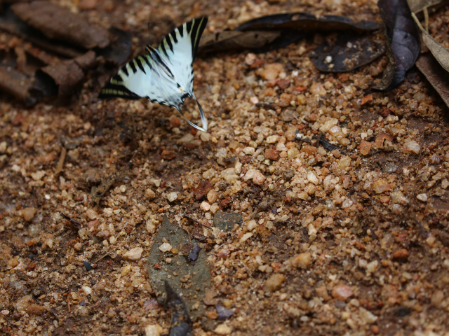 Sinharaja Rain Forest