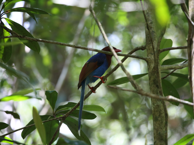 Sinharaja Rain Forest