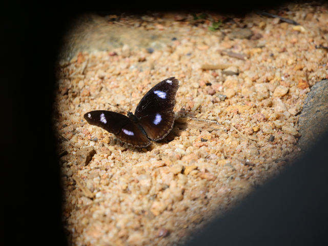 Sinharaja Rain Forest