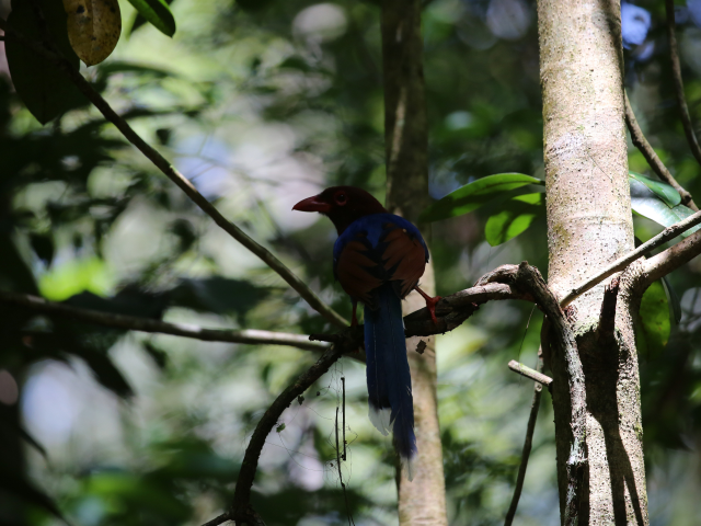 Sinharaja Rain Forest
