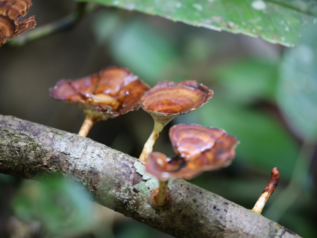 Sinharaja Rain Forest