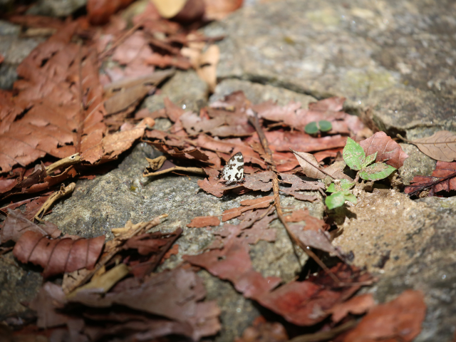 Sinharaja Rain Forest
