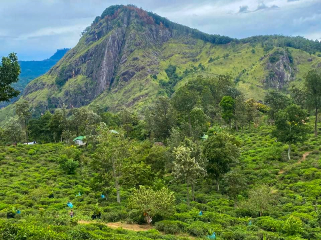 Little Adam's Peak in Ella