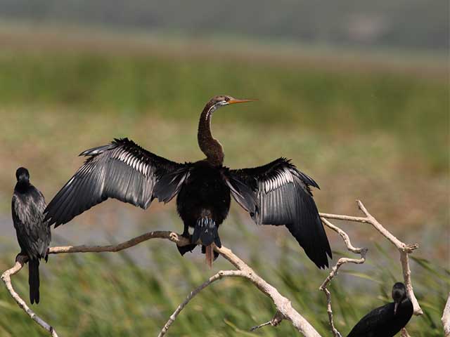 Bundala National Park