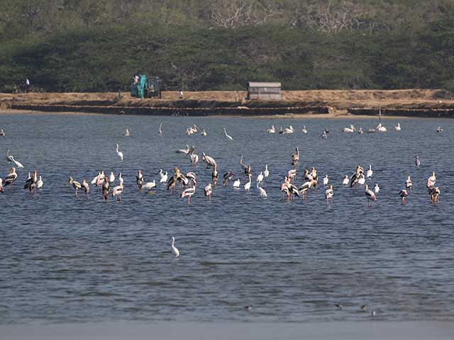 Bundala National Park