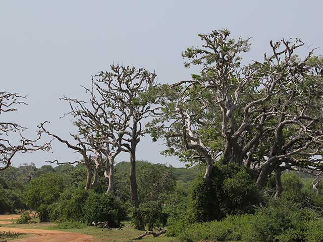 Bundala National Park