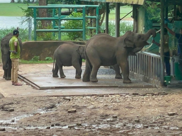 Elephant Transit Home in Udawalawe
