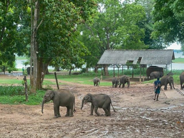 Elephant Transit Home in Udawalawe