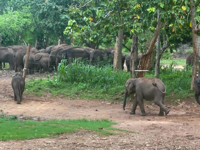 Elephant Transit Home in Udawalawe
