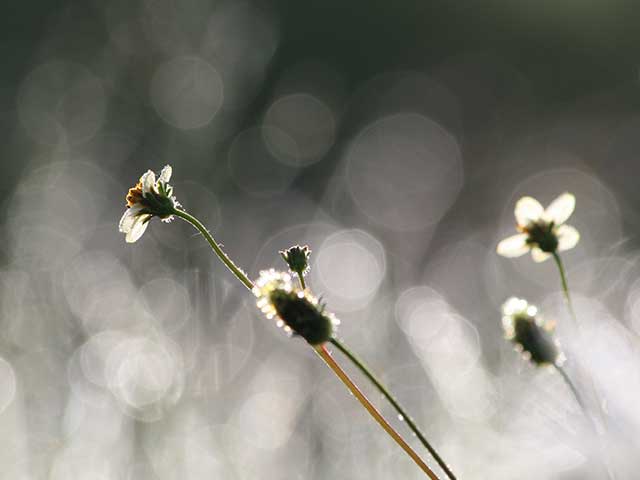 Horton Plains National Park