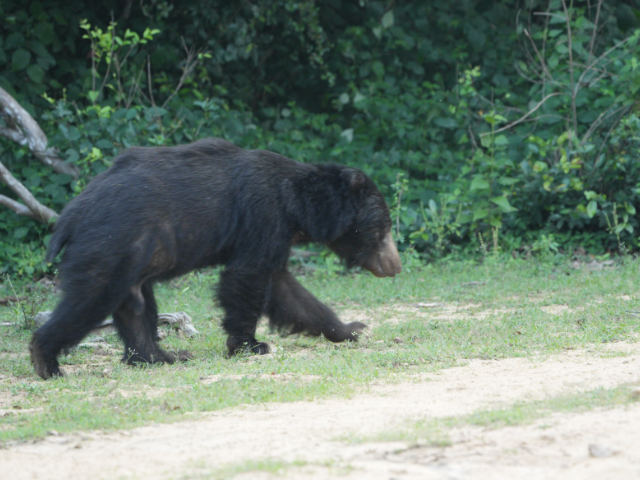 Lunugamwehera National Park