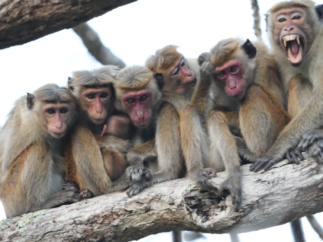Lunugamwehera National Park