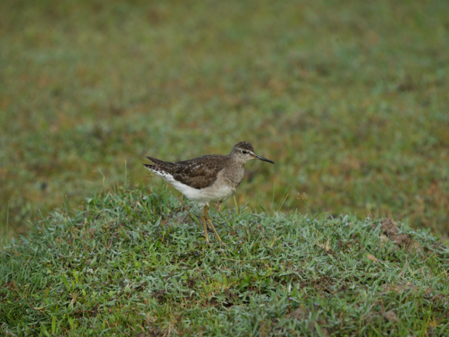 Lunugamwehera National Park