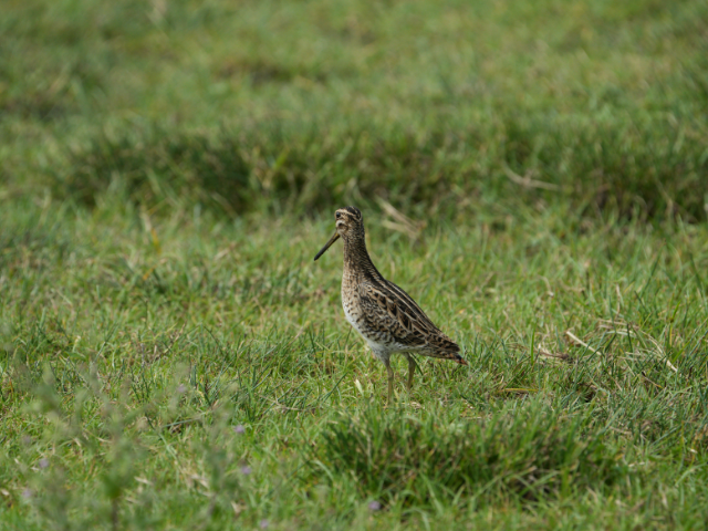 Lunugamwehera National Park