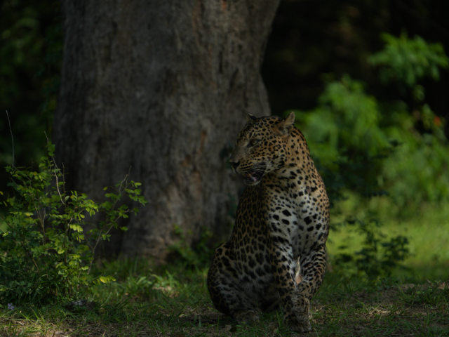 Lunugamwehera National Park