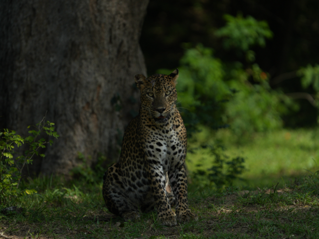 Lunugamwehera National Park