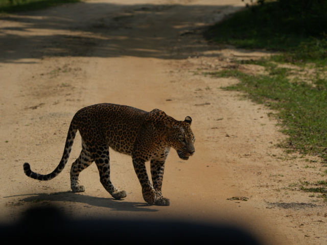 Lunugamwehera National Park