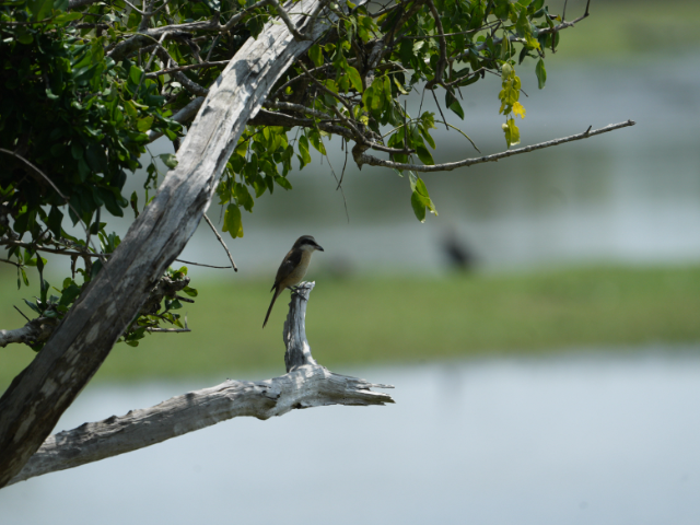 Lunugamwehera National Park