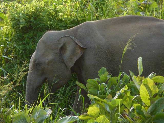 Minneriya & Kaudulla National Park