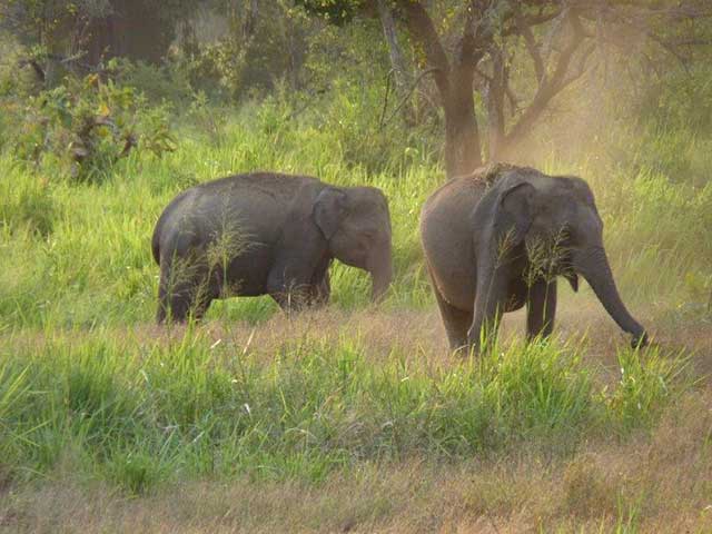 Minneriya & Kaudulla National Park
