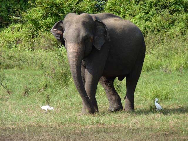 Minneriya & Kaudulla National Park