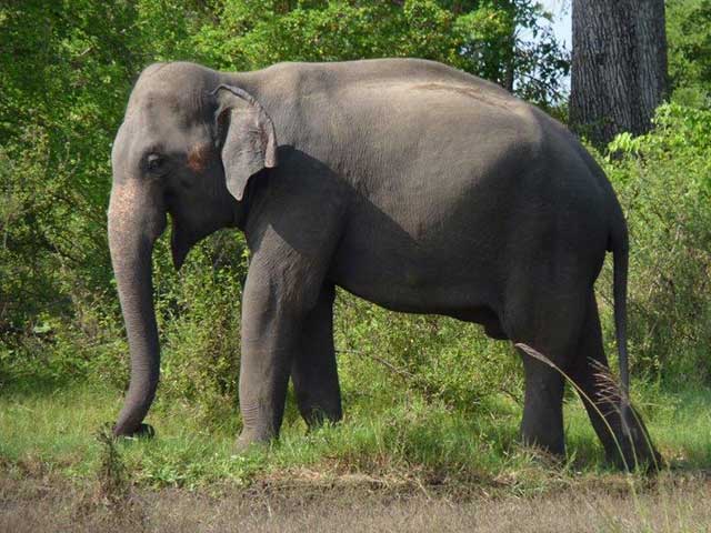 Minneriya & Kaudulla National Park