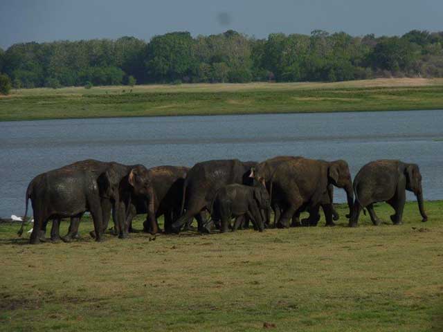 Minneriya & Kaudulla National Park