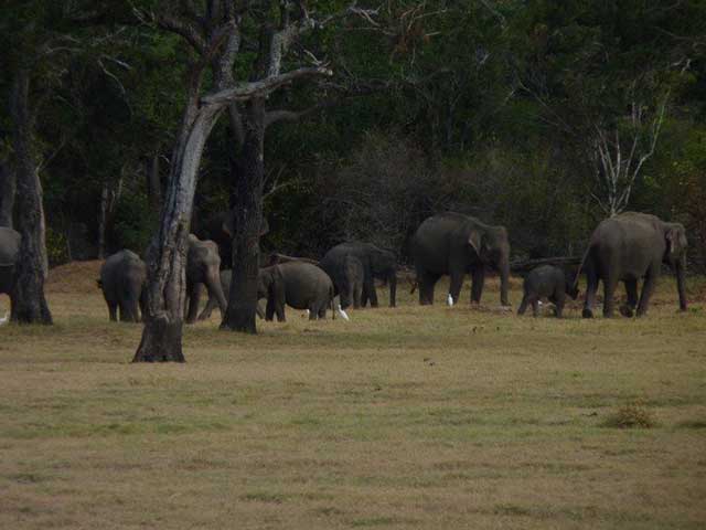 Minneriya & Kaudulla National Park