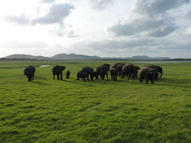 Minneriya & Kaudulla National Park