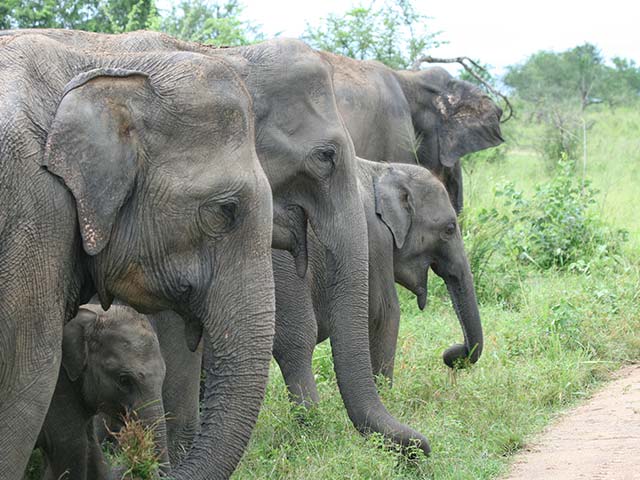 Udawalawe National Park