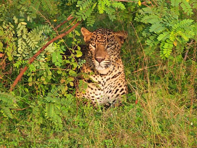 Udawalawe National Park