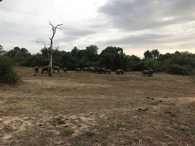 Wasgamuwa National Park