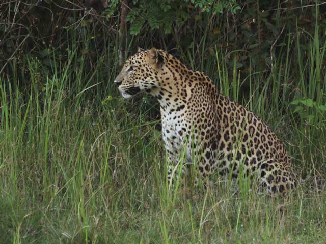 Wilpattu National Park