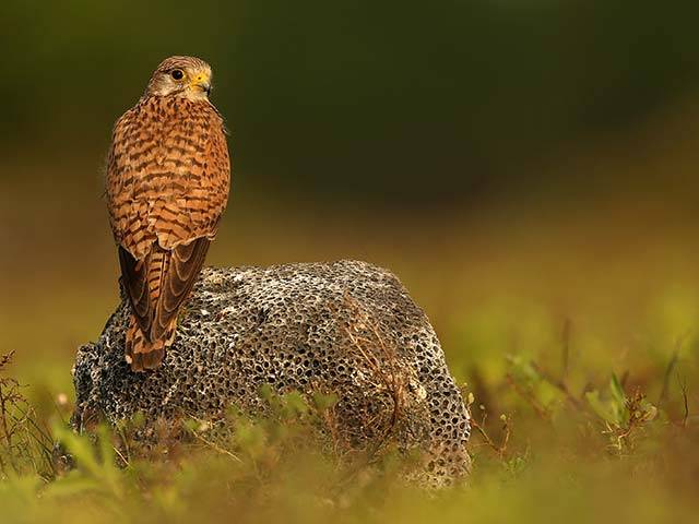 Wilpattu National Park