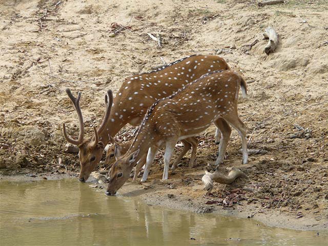 Wilpattu National Park