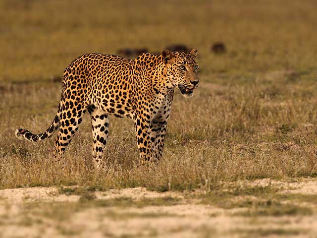 Yala National Park