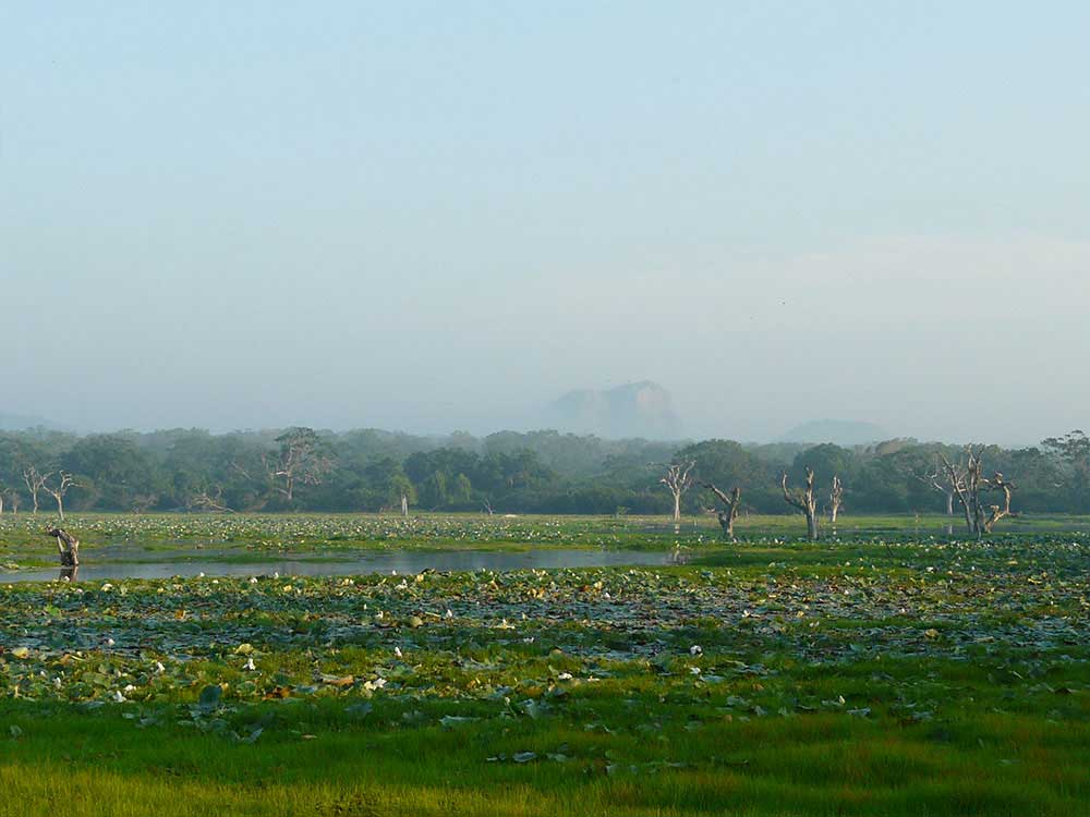 14 Days Sri Lanka Tour Ceylon Escapes