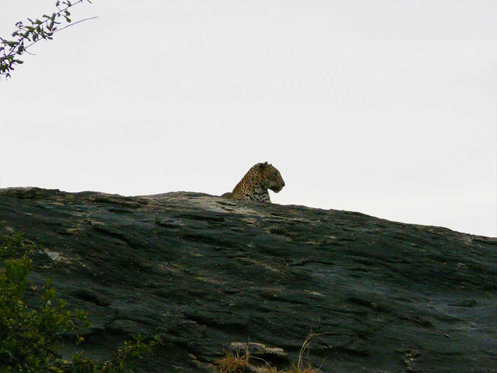 14 Days Sri Lanka Tour Ceylon Escapes