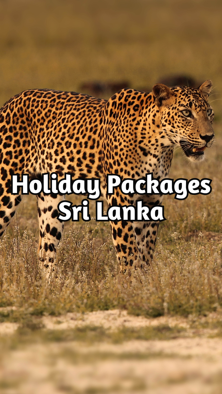 special offer holidays in sri lanka